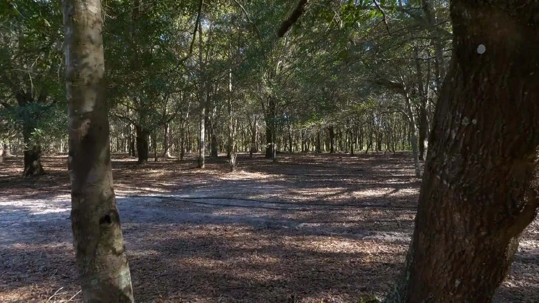 Sunlight filters through a grove of mature trees
